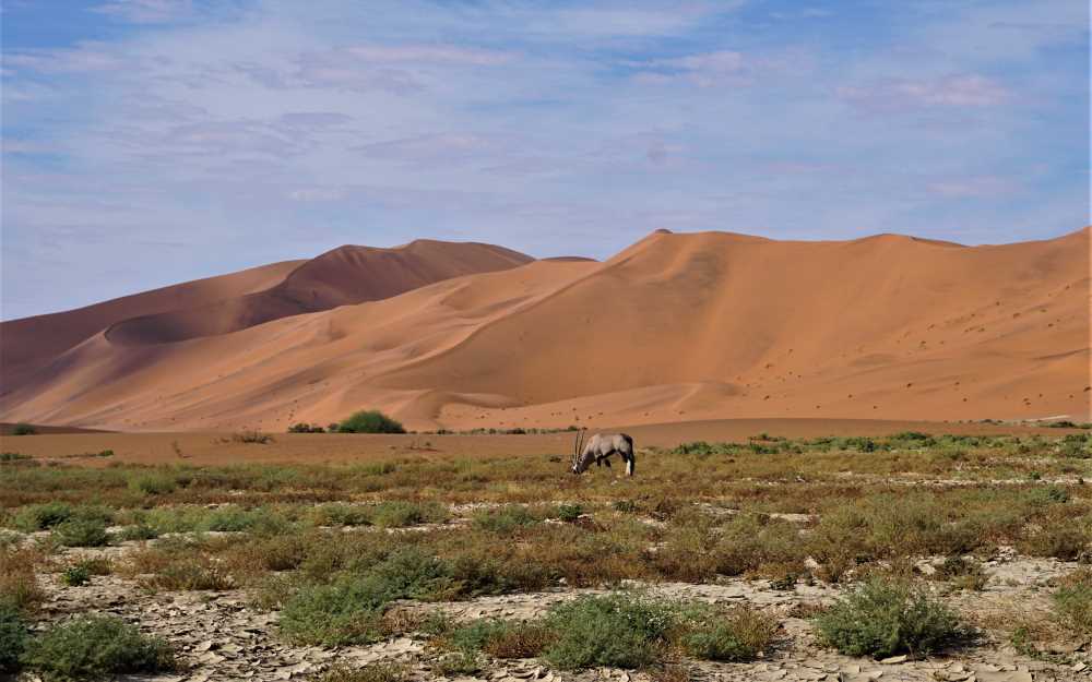 Oryx vor den Dünen von Sossusvlei