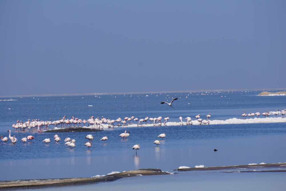 Flamingos in den Feuchtgebieten von Walvisbay