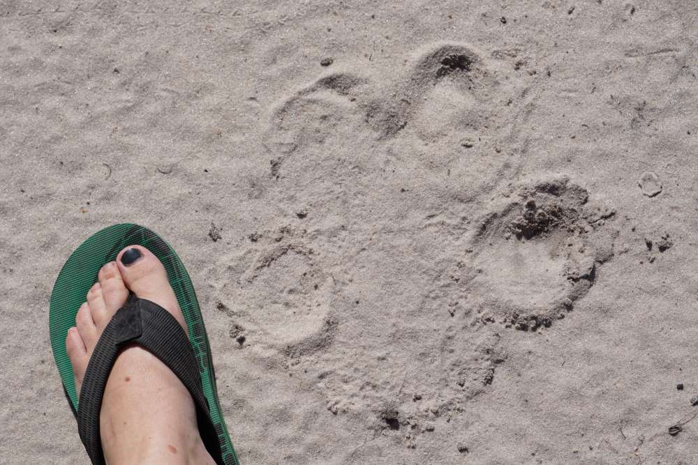 size comparison - human foot to a Hippo track