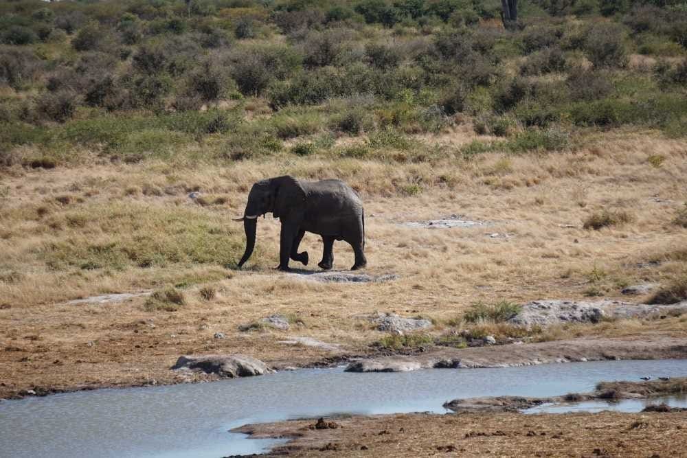 elephant bull in the Khaudum National Park