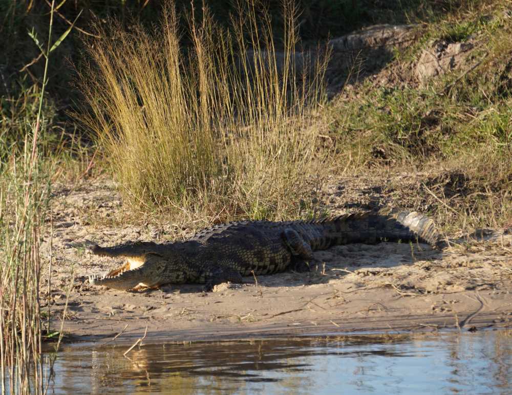 großes Krokodil auf einer Sandbank des Okavango-Flusses in der Nähe der Mahangu Safari Lodge