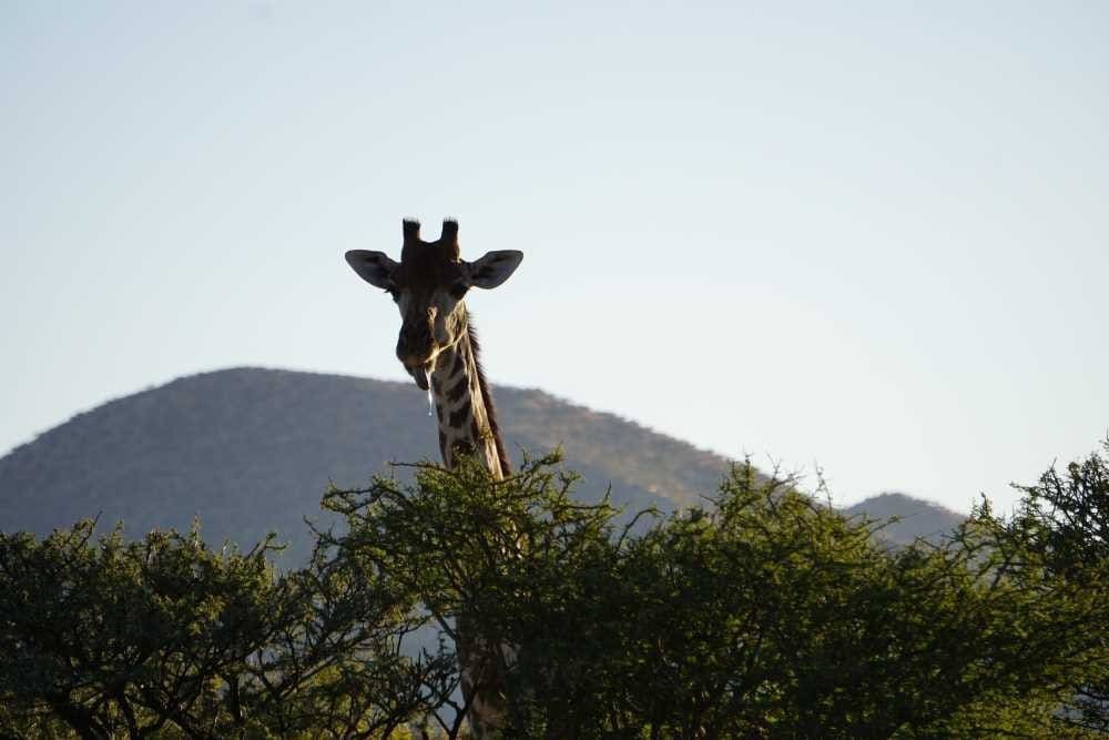 A giraffe sticks out its tongue. Spotted during a game drive at Düsternbrook Guest Farm.