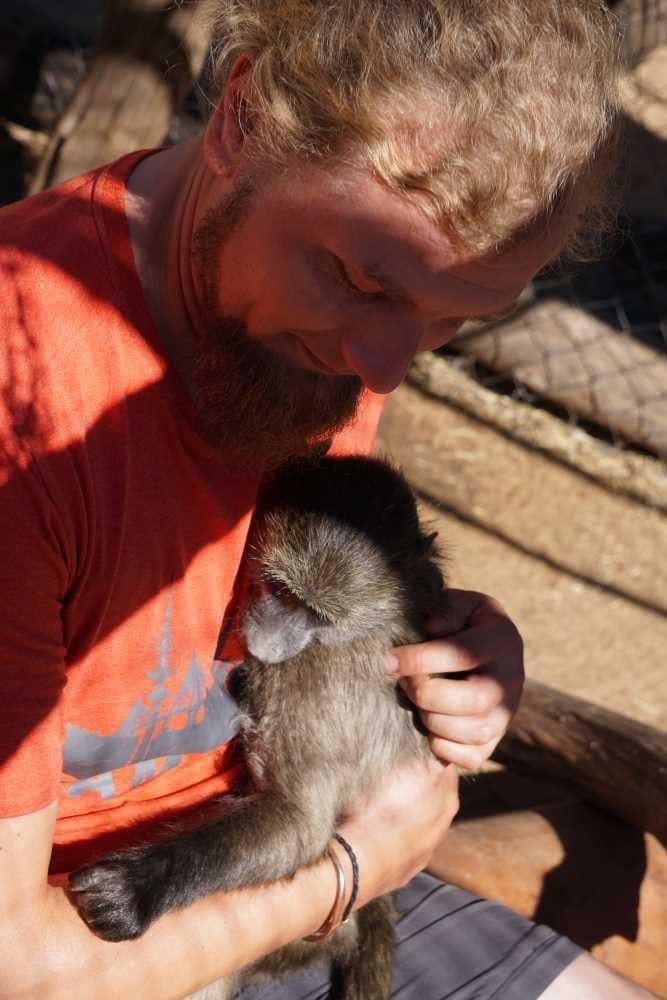 Ein gerettetes Pavianbaby braucht etwas Zuneigung