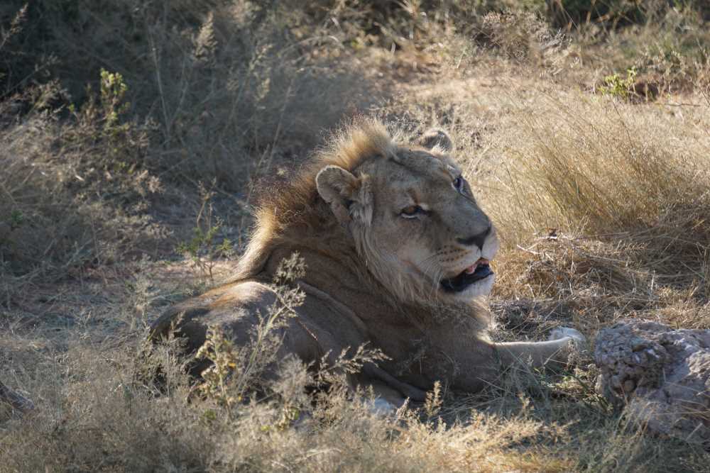 Löwe entspannt im Gras bei der Harnas Wildlife Foundation