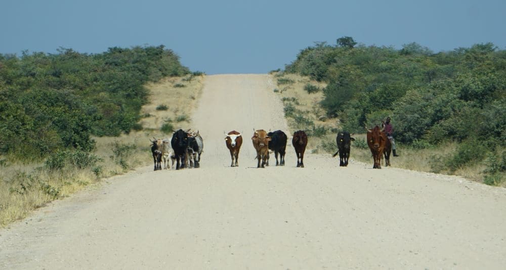 Auf Ihrem Weg zur Harnas Wildlife Foundation müssen Sie auf Rinder auf der Straße achten