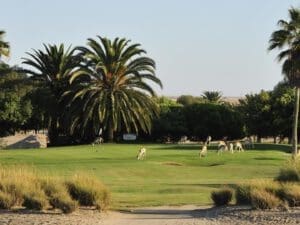 Rossmund Golf Course with Springbok