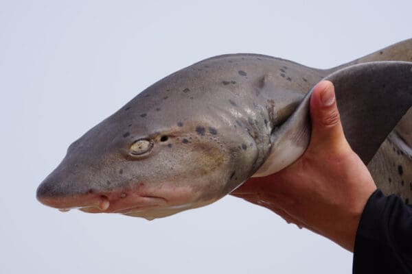 spotted shark closeup at Namibian Skeleton Coast