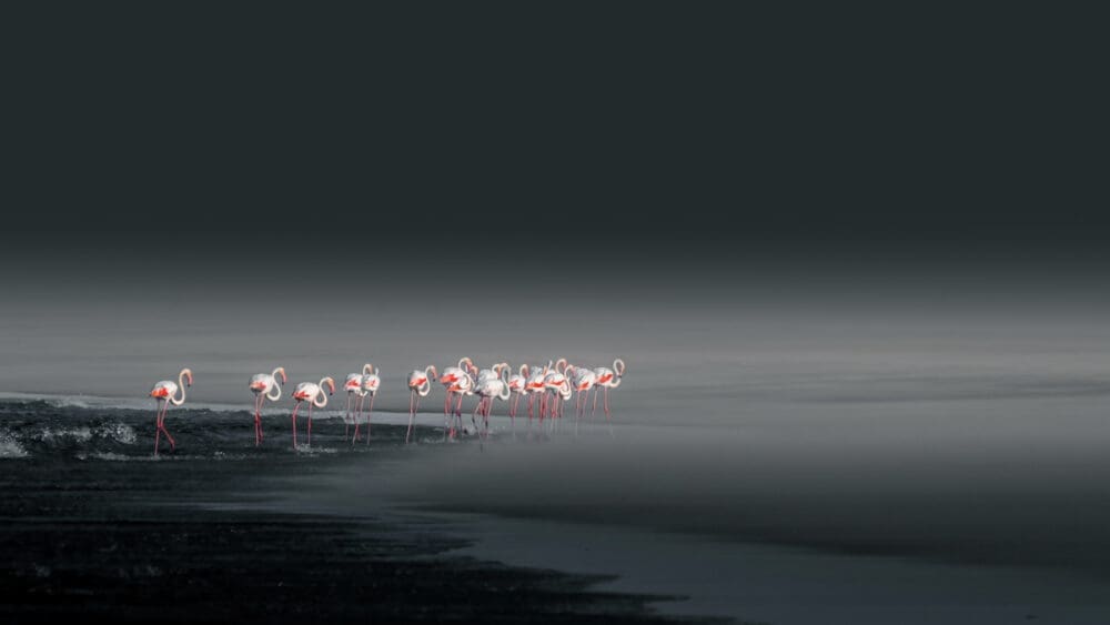 Flamingos in Namibia - Von Solly Levi https://www.sollylevi.com/Namibia/