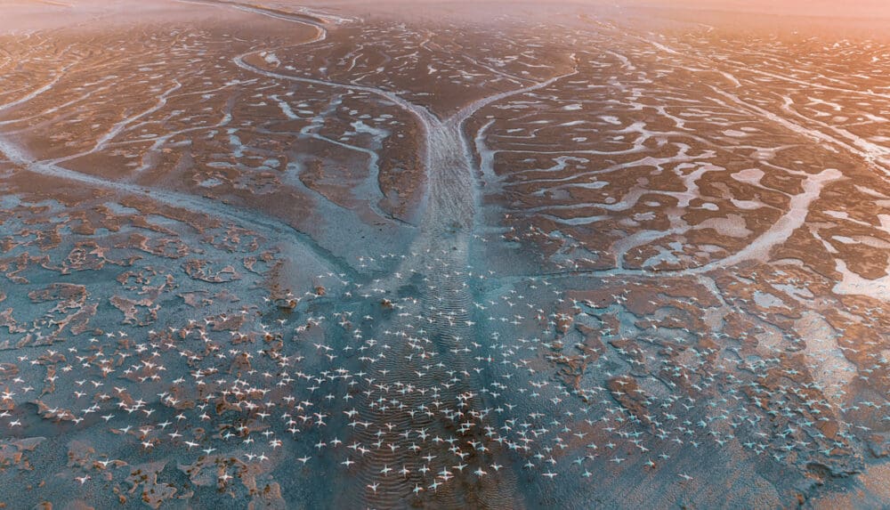 Flamingos in Namibia - By Solly Levi https://www.sollylevi.com/Namibia/