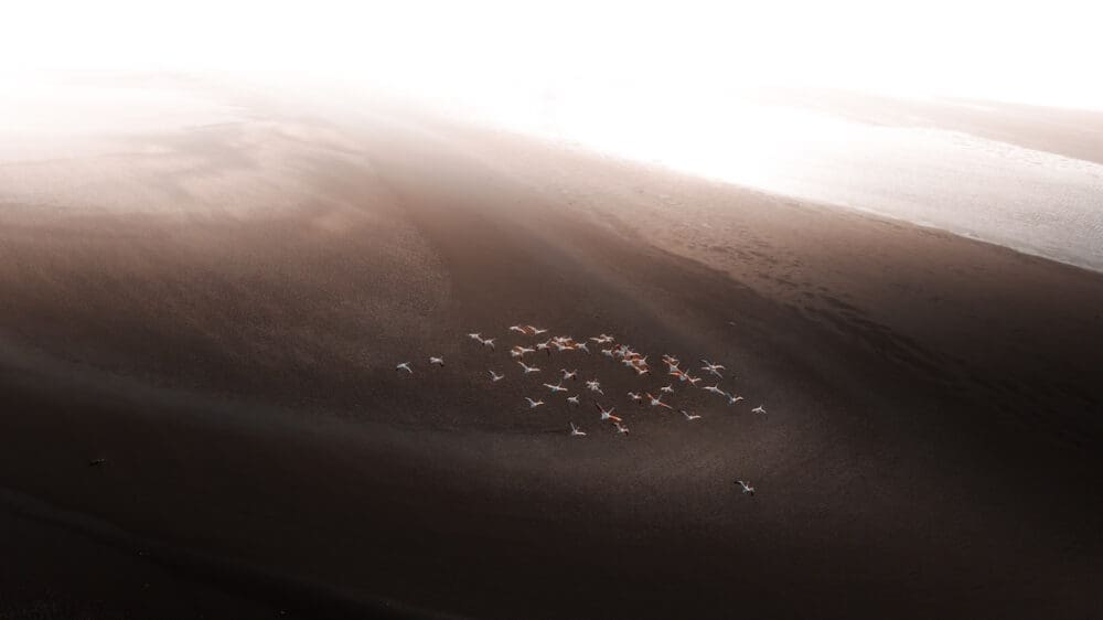 Flamingos in Namibia - Von Solly Levi https://www.sollylevi.com/Namibia/