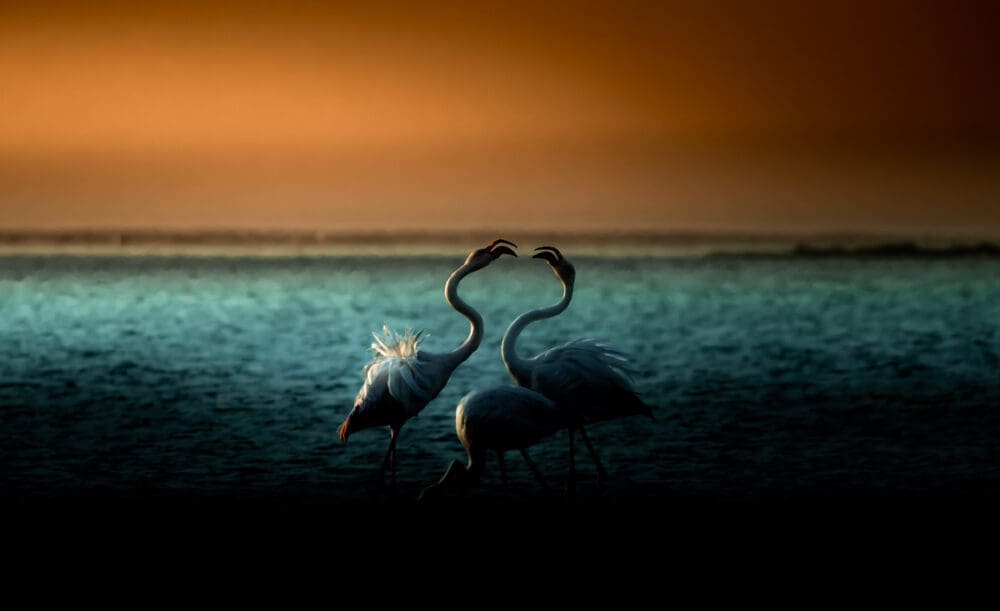 Flamingos in Namibia - Von Solly Levi https://www.sollylevi.com/Namibia/