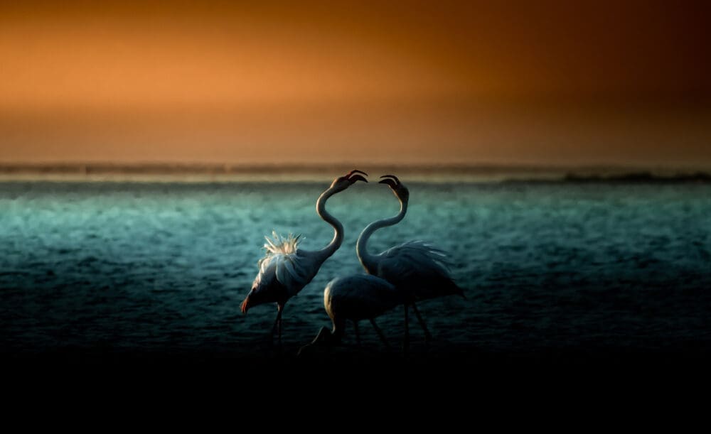 Flamingos in Namibia - By Solly Levi https://www.sollylevi.com/Namibia/