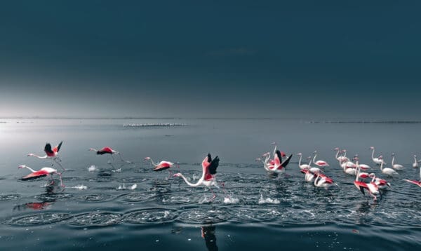 Flamingos in Namibia - By Solly Levi https://www.sollylevi.com/Namibia/