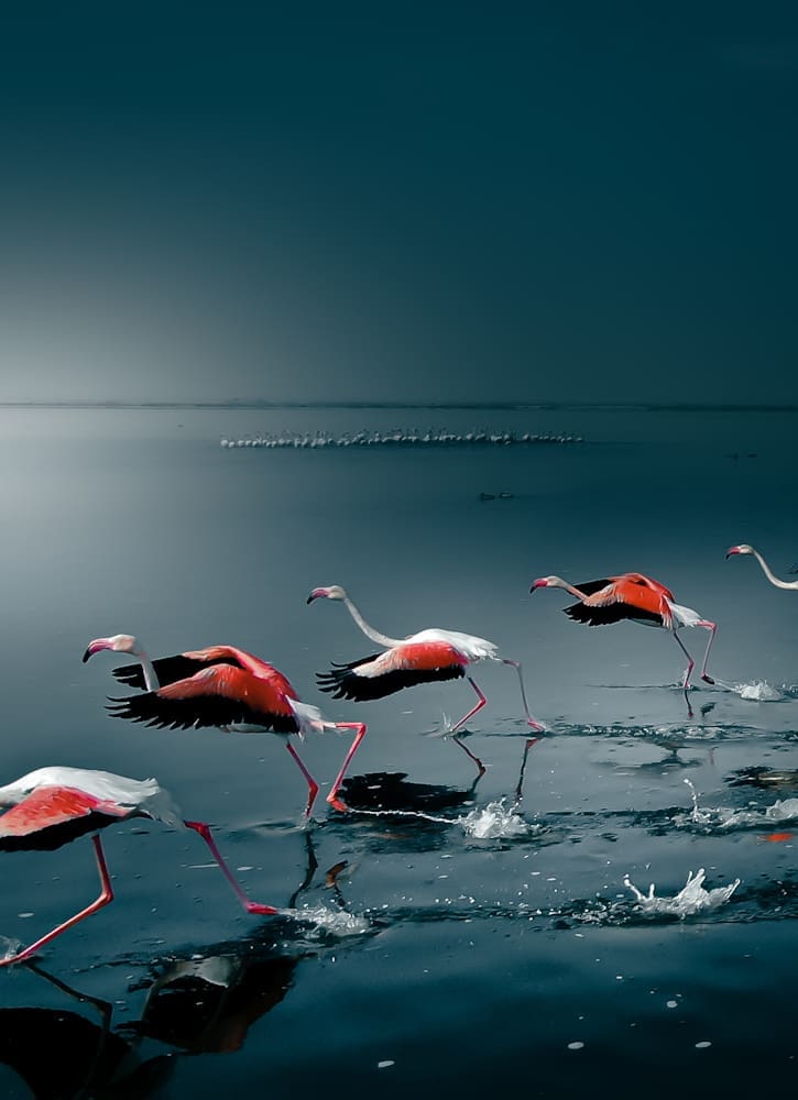 Flamingos in Namibia - By Solly Levi https://www.sollylevi.com/Namibia/